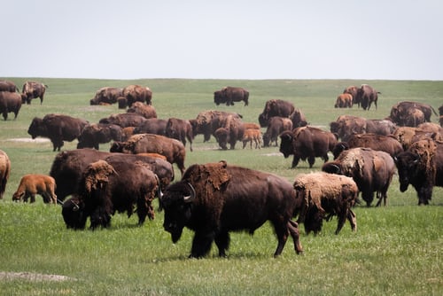 troupeau de bisons dans la prairie