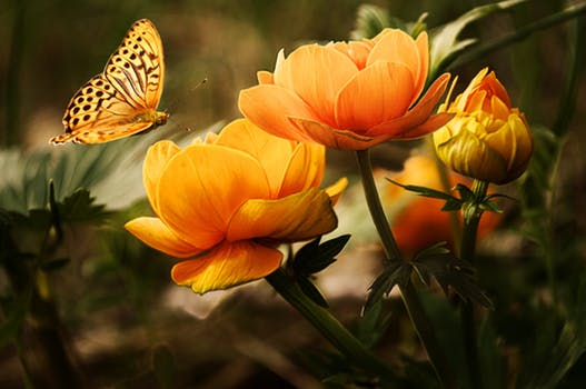un bouquet de fleur jaunes orangers sur lesquelles un papillon jaune et noir se pose